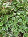 Plectranthus coleoides Marginatus or Swedish ivy leaf with closed white edges